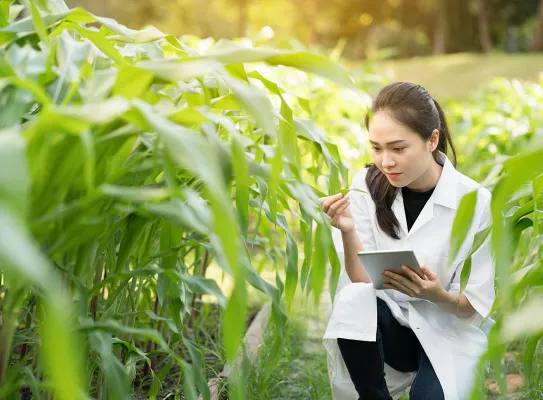 Culture agricole