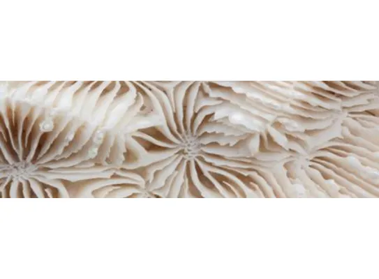 BIOMIMÉTISME & COSMÉTIQUE