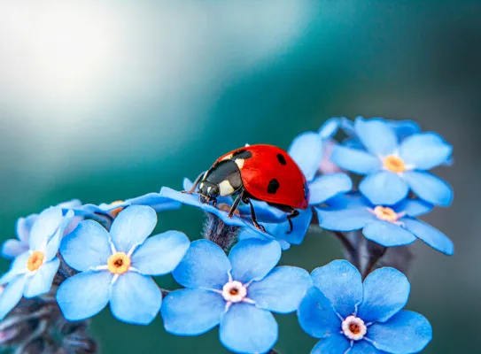 Coccinelle
