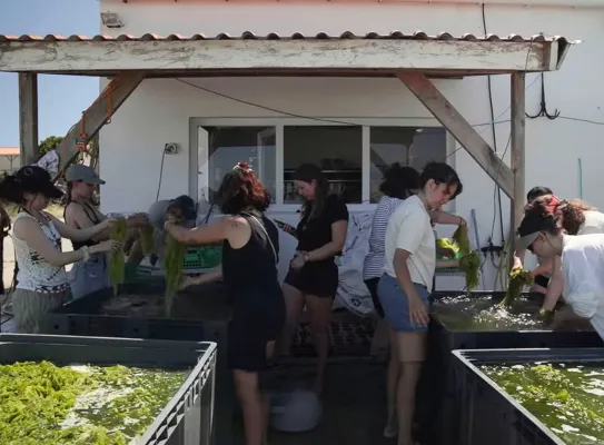 Blutopia réinvente notre alimentation à partir des algues
