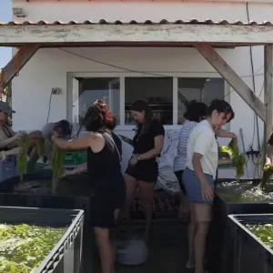 Blutopia réinvente notre alimentation à partir des algues